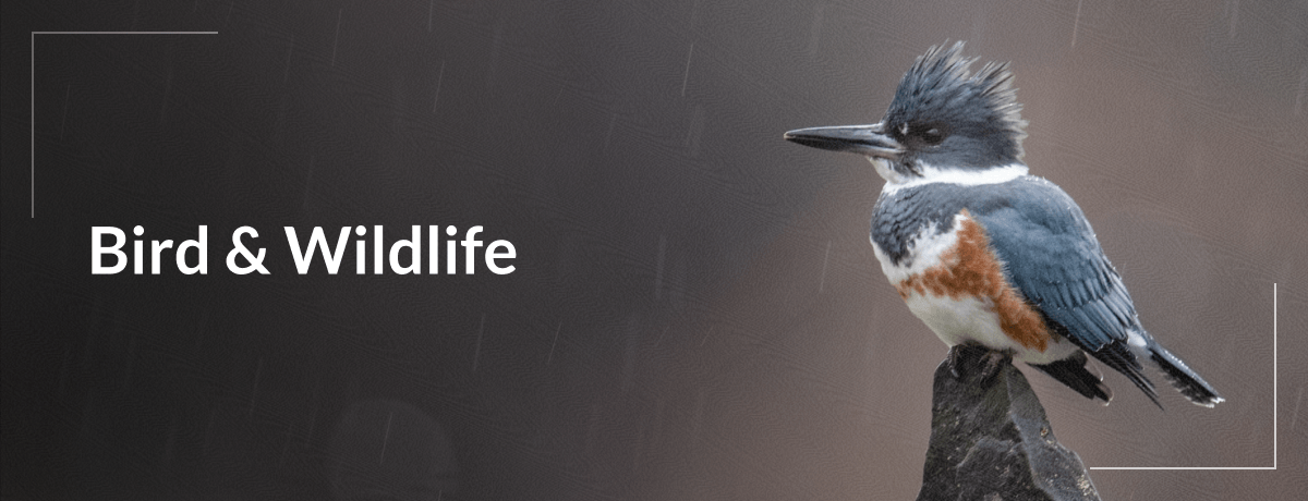 Bird & Wildlife