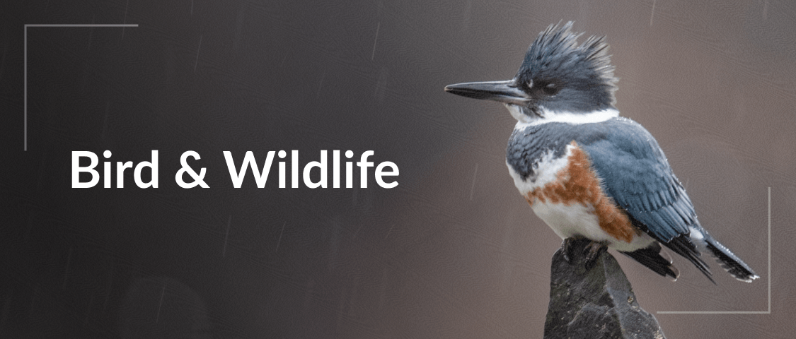 Bird & Wildlife