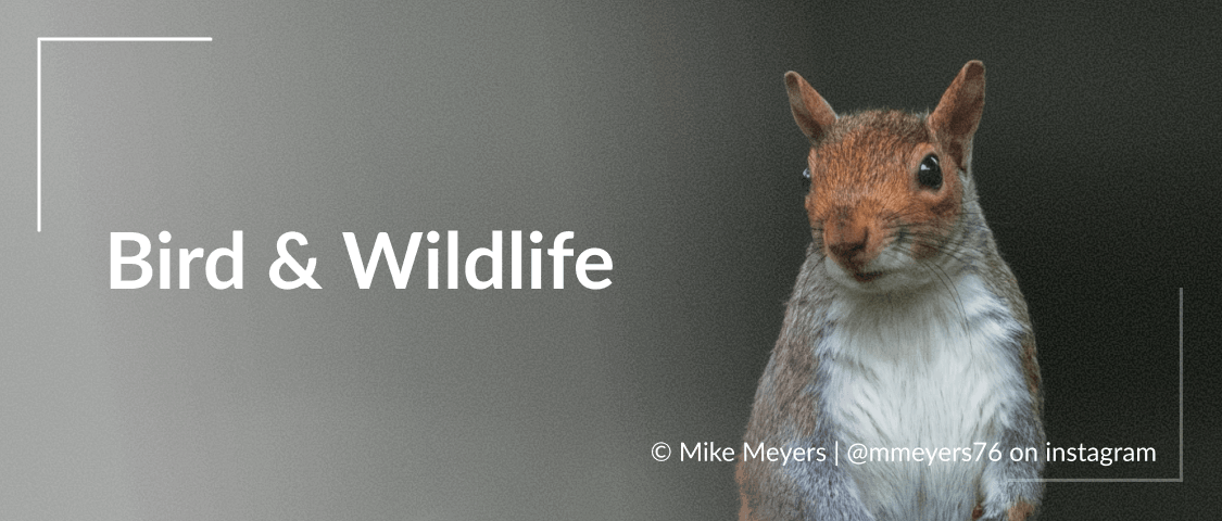 Bird & Wildlife